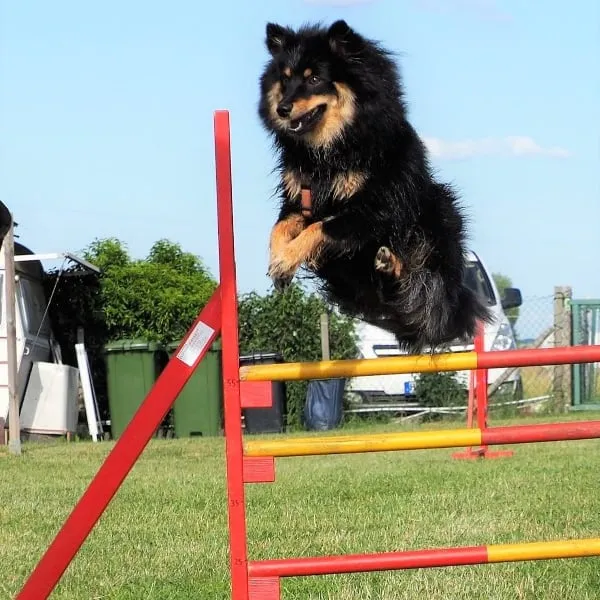 Schwarz-brauner Hund springt bei strahlendem Wetter über eine rot-gelbe Agility-Hürde