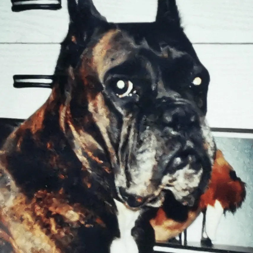 Erinnerungsfoto von Bunny, ein Boxer