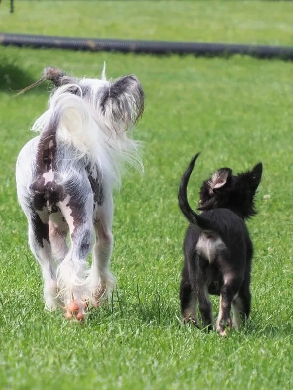 Zwei kleine Hunde begegnen sich vorsichtig auf der Wiese – ein Chinese Crested und ein kleiner schwarzer Hund