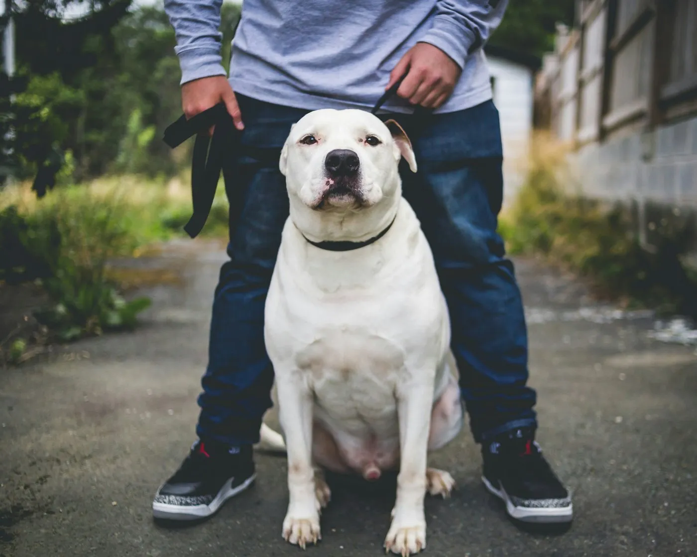 Weißer, kräftiger Hund mit braunem Ohrfleck sitzt ruhig und aufmerksam vor den Beinen seines Menschen, die Leine locker in der Hand