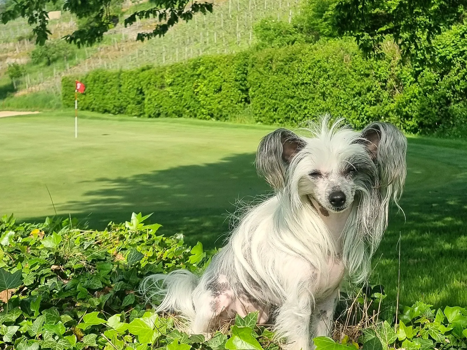 Hund auf der weiten Trainingswiese am Sonnenhof, eingerahmt von Hecken und Feldern