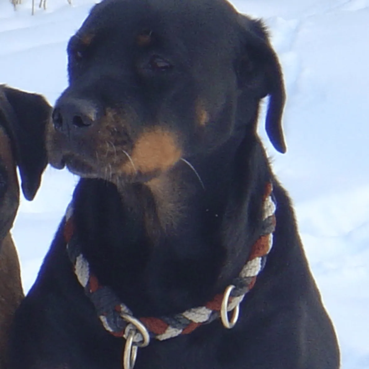 Erinnerungsfoto von Hera, ein Rottweiler