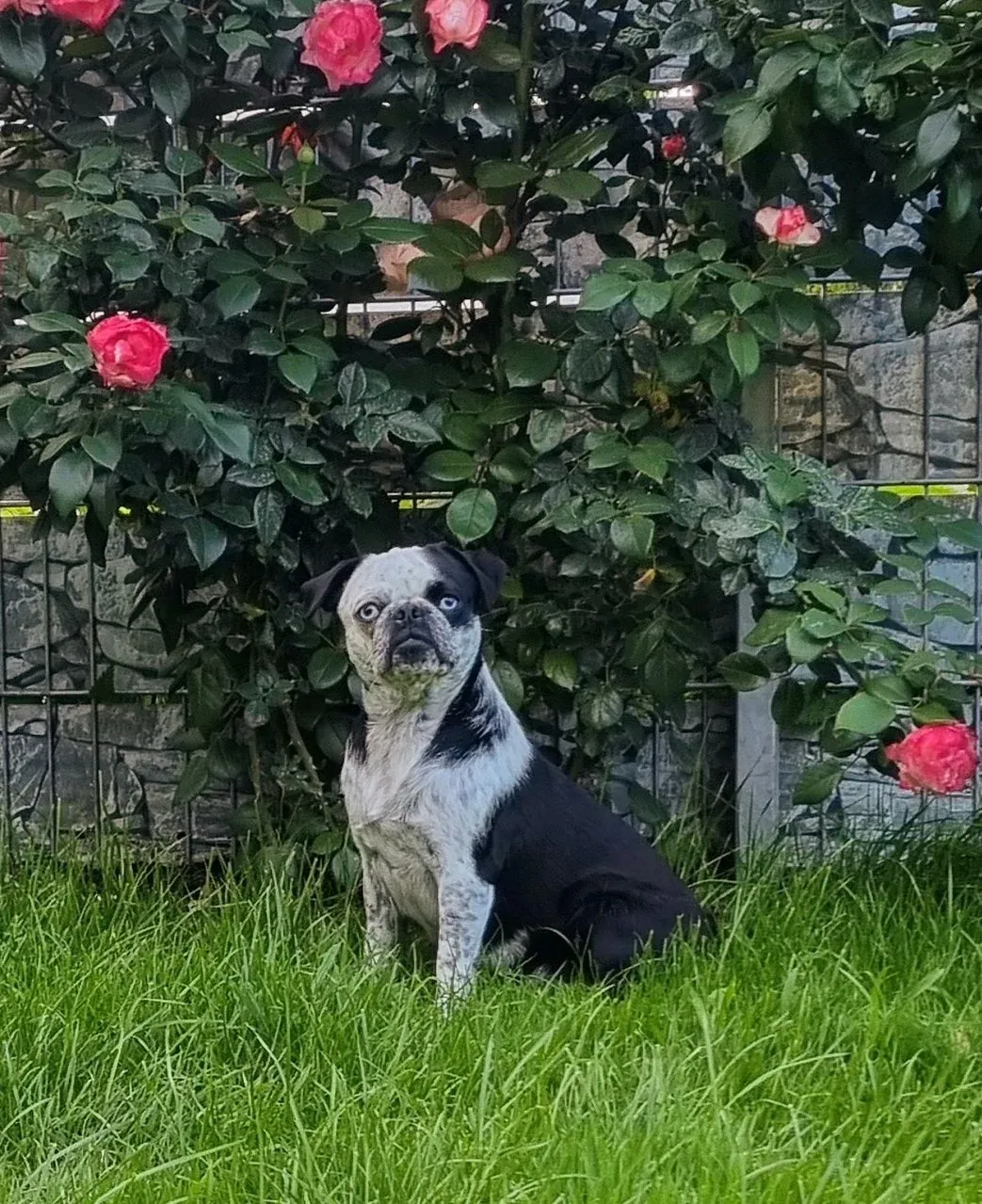 Apony, eine schwarz-weiße Mops-Hündin, sitzt im Gras vor einem Rosenbusch