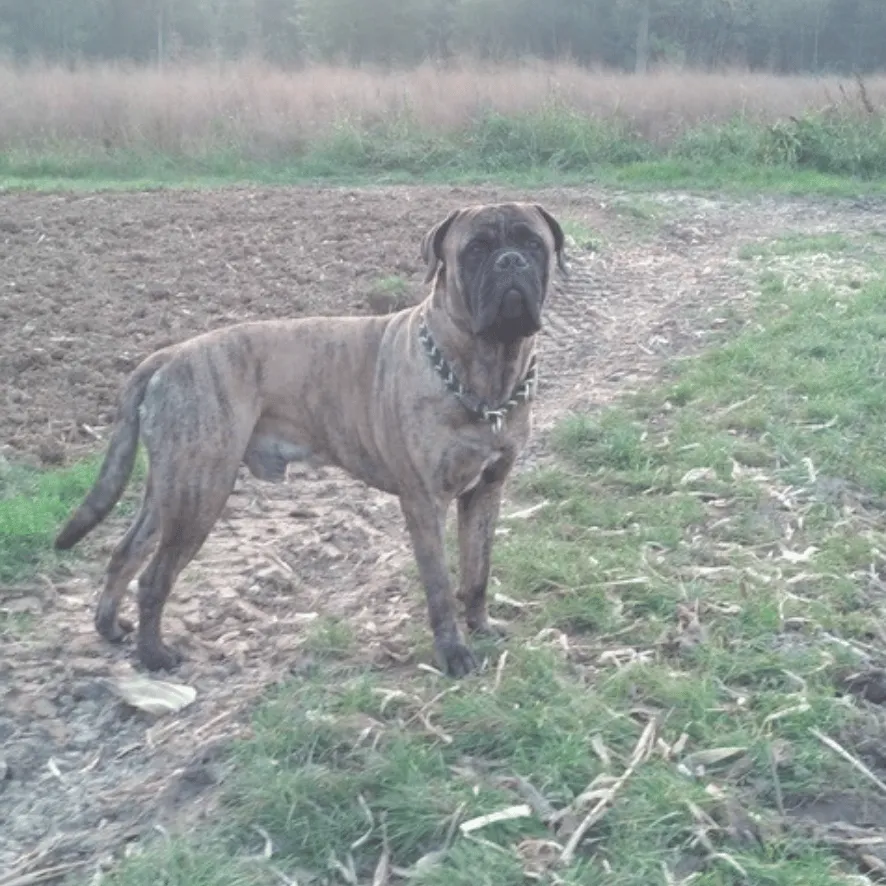 Erinnerungsfoto von Poseidon, ein Bullmastiff